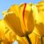 Profile picture of SHIRECE BROKAW